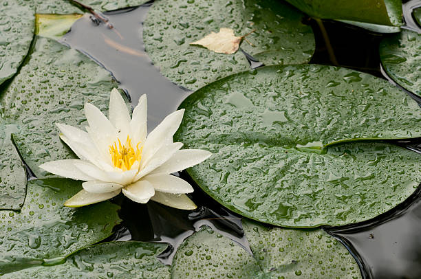 istock White water lily flower with green leaves 179065343