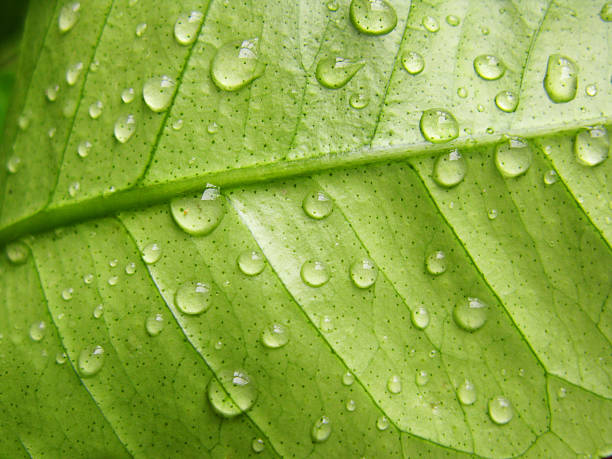 istock Green leave after the rain, with fresh water drops 179065407