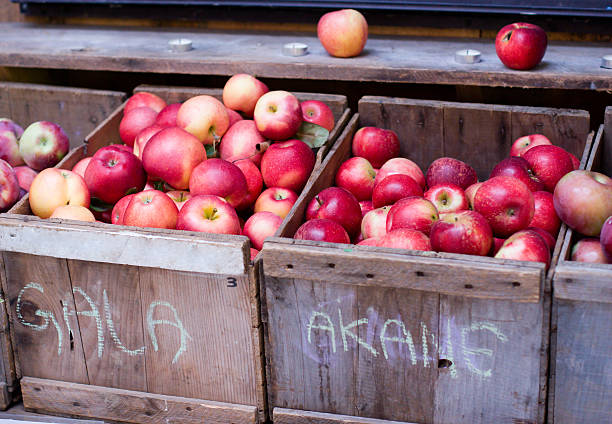 istock Crates of Apples 179065445