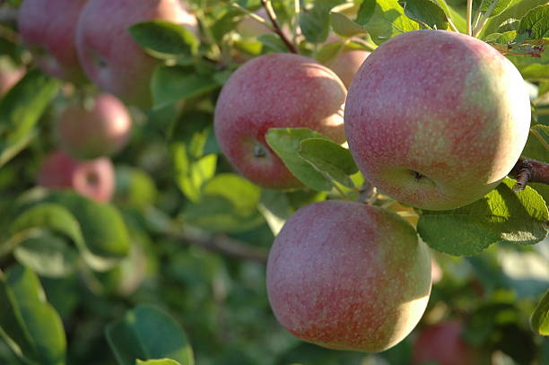 manzanas de árbol - macintosh apple fotografías e imágenes de stock