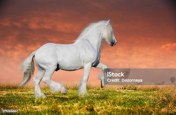 Photo libre de droit de Blanc Shire banque d'images et plus d'images libres de droit de Beauté de la nature - Beauté de la nature, Blanc, Cheval