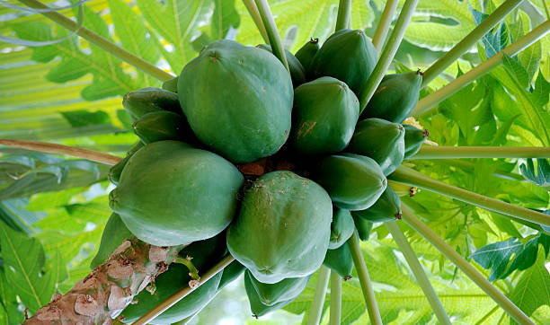 Papaya Tree stock photo