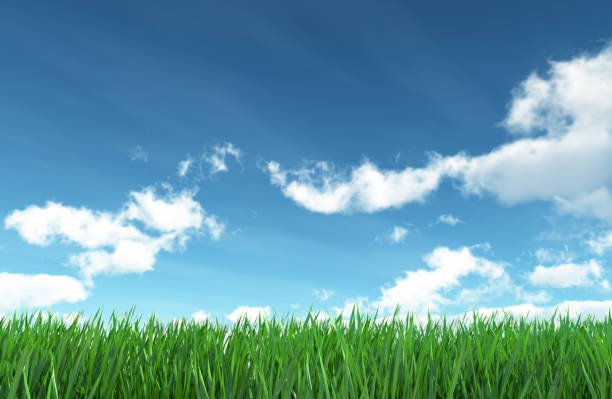 Scenic image of the sky and the green grass below