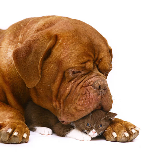 istock Mastiff from Bordeaux and kitten. 179065974
