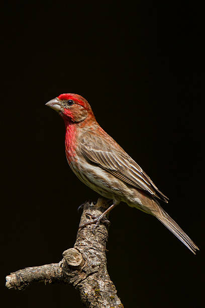 istock House Finch 179066039