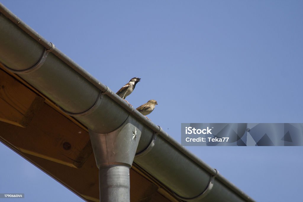 sparrows en un tejado - Foto de stock de Aire libre libre de derechos