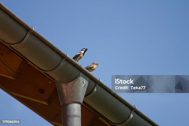 Sparrows En Un Tejado Foto de stock y más banco de imágenes de Aire libre - Aire libre, Animal, Animales salvajes