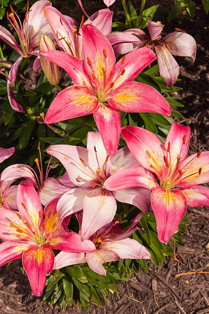 grand rose vif jour lillies en parterre de fleurs - bed of roses rose large group of objects flower arrangement photos et images de collection