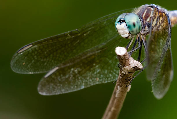 dragonfly on stalk stock photo