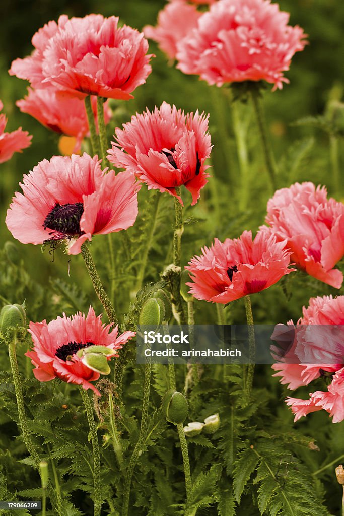 Blumen - Lizenzfrei Bedecktsamer Stock-Foto