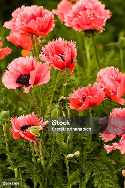 Fiori - Fotografie stock e altre immagini di Capolino - Capolino, Composizione verticale, Estate