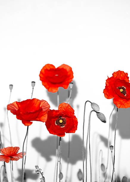 istock Field of beautiful red poppies isolated on white with shadow 179066210