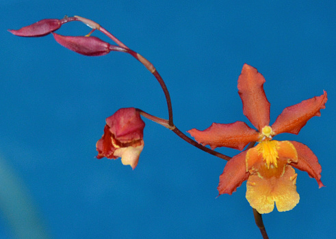 Orange Orchid with blue background