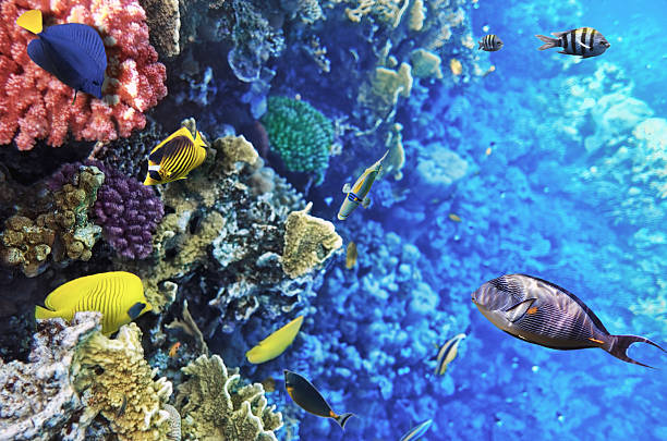 istock Coral and fish in the Red Sea.Egypt 179066220