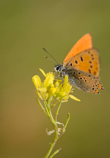 istock Orange colored Butterfly standing on a plant 179066360