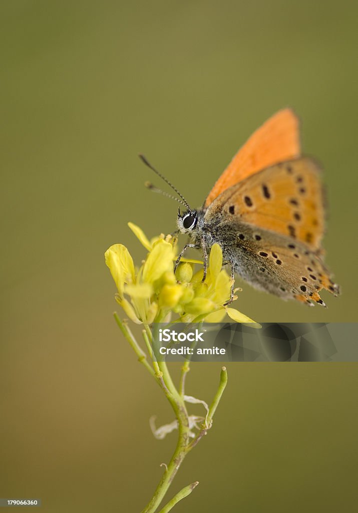 Orange colored Butterfly standing on a plant  Animal Stock Photo