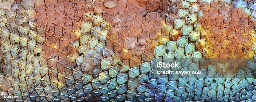 Dragon skin pattern texture background. Multi Colored Stock Photo