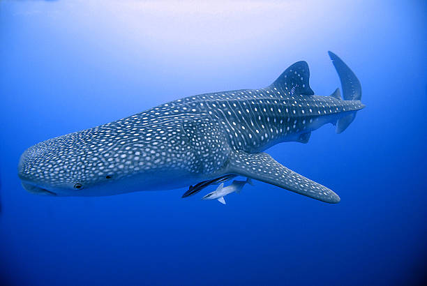 whale shark in Brothers Island, red Sea, Egypt majestic whale shark in Red Sea - Egypt loon bird stock pictures, royalty-free photos & images