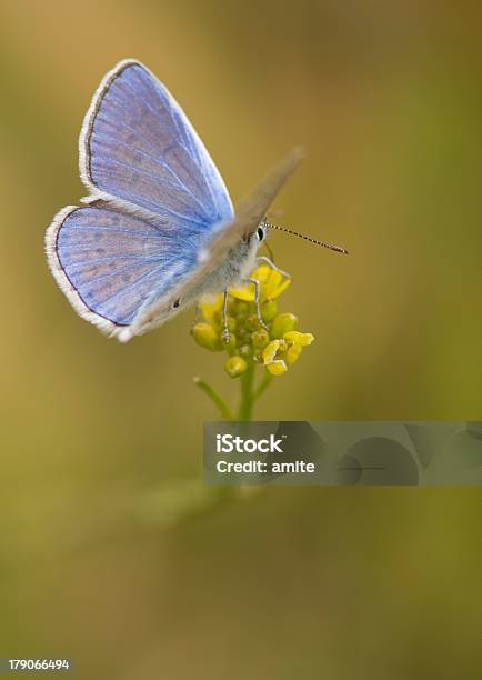 Mariposa Azul De Pie En Una Planta Foto de stock y más banco de imágenes de Ala de animal - Ala de animal, Animal, Antena - Parte del cuerpo animal