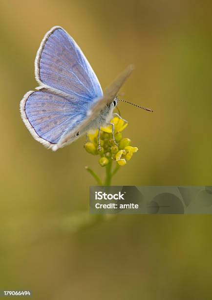 Farfalla Blu In Piedi Su Una Divisione - Fotografie stock e altre immagini di Ala di animale - Ala di animale, Animale, Animale selvatico