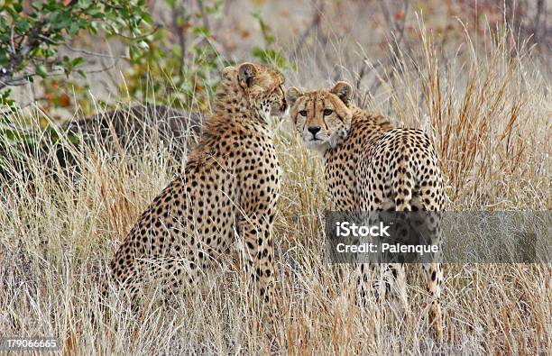 Cheetahs Foto de stock y más banco de imágenes de Animal - Animal, Animales cazando, Animales de Safari