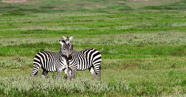 Zebras Ngorongoro クレーターの ストックフォト