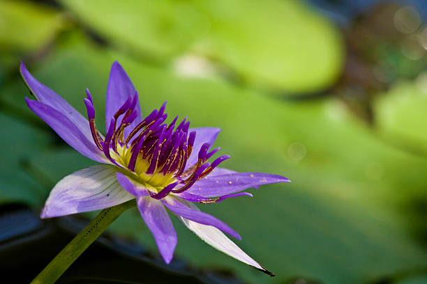 tropical water lily stock photo