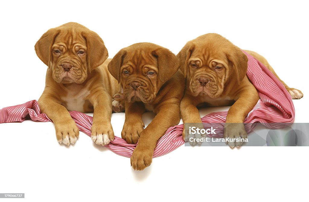 Three puppies of breed a mastiff from Bordeaux. Three puppies of breed a mastiff from Bordeaux. Three puppies on a white background. Animal Stock Photo
