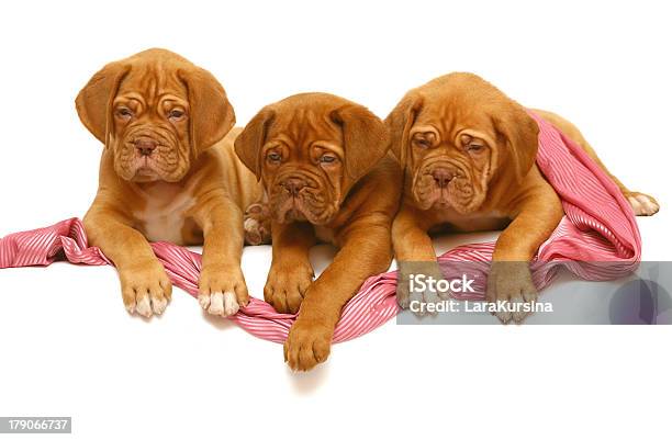 Three Puppies Of Breed A Mastiff From Bordeaux Stock Photo - Download Image Now - Animal, Bordeaux, Dog