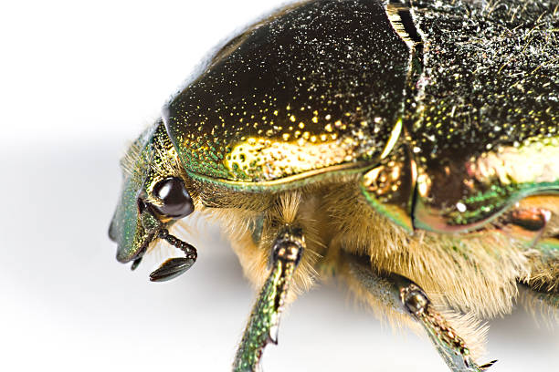 iridescent bug in close up from side stock photo