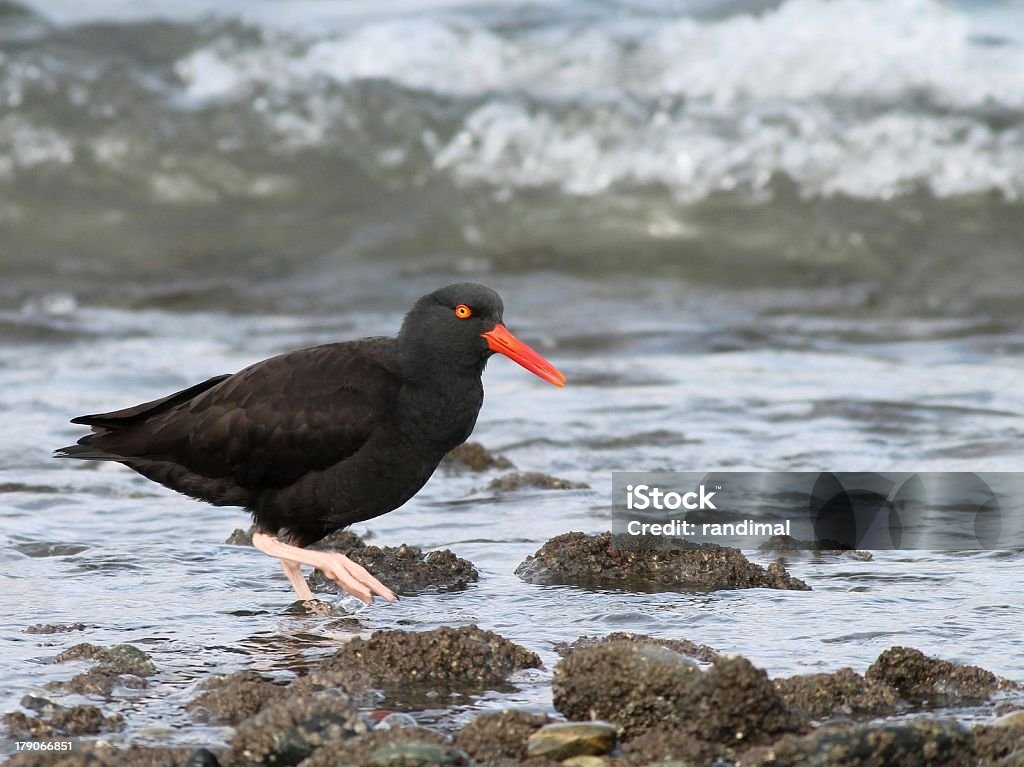 Black Oystercatcher on the Washington Coast A Black Oystercatcher feeding along the Washington coast Beach Stock Photo