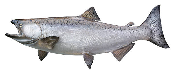 알래스카 킹살몬 흰색 바탕에 그림자와 - chinook salmon 뉴스 사진 이미지