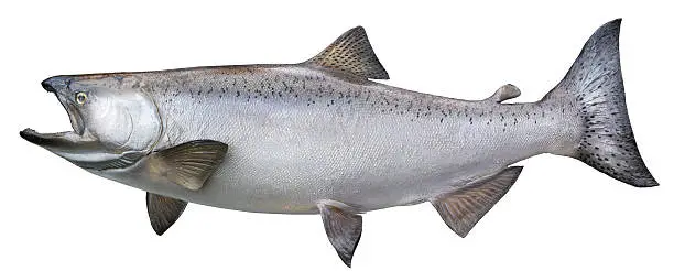 Big Alaskan King or Chinook Salmon isolated on whiteMore fish: