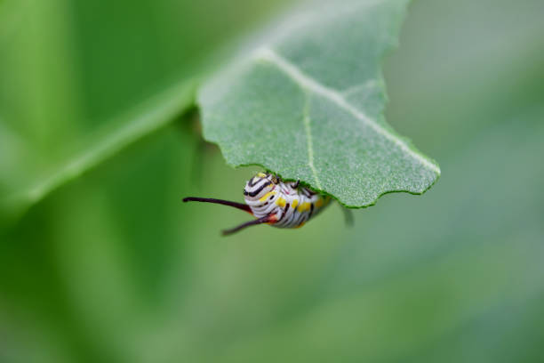 Close-up of caterpillar on leaf