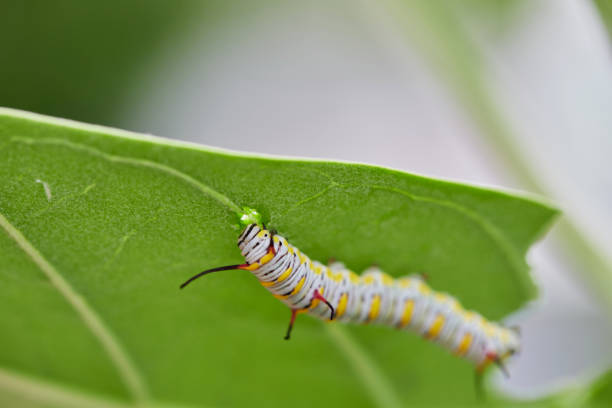 istock Close-up of caterpillar on leaf 1790669877