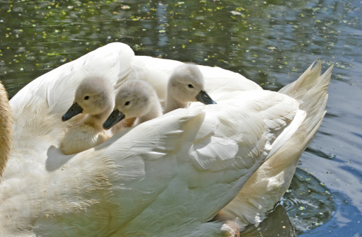 swan young resting on mums back