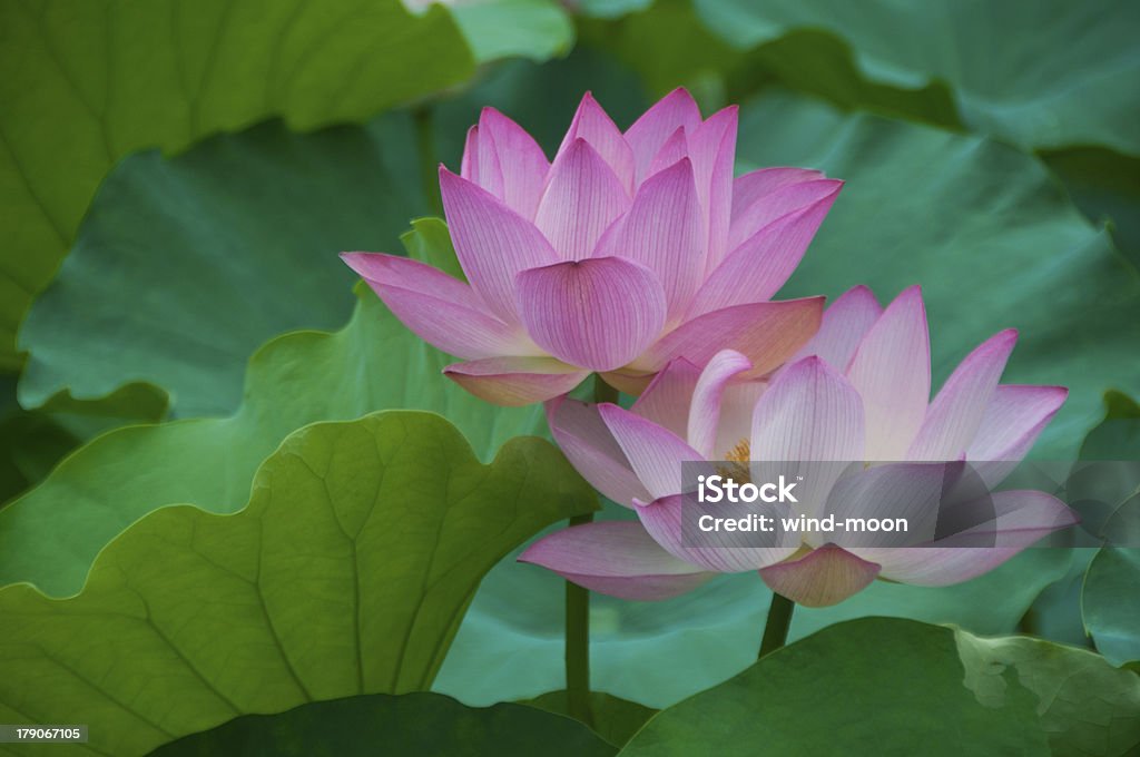 lotus Summer, two blooming pink lotus Asia Stock Photo
