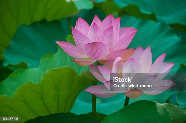 Lotus Stock Photo - Download Image Now - Asia, Backgrounds, Beauty In Nature