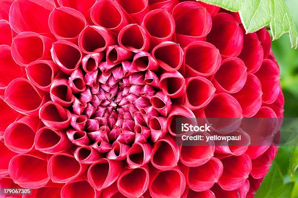 Foto de Lâmpada Dália Vermelho Em Detalhe e mais fotos de stock de Botânica - Assunto - Botânica - Assunto, Bulbo, Canteiro de Flores