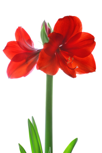 Closeup of a red Amaryllis flower in full bloom.