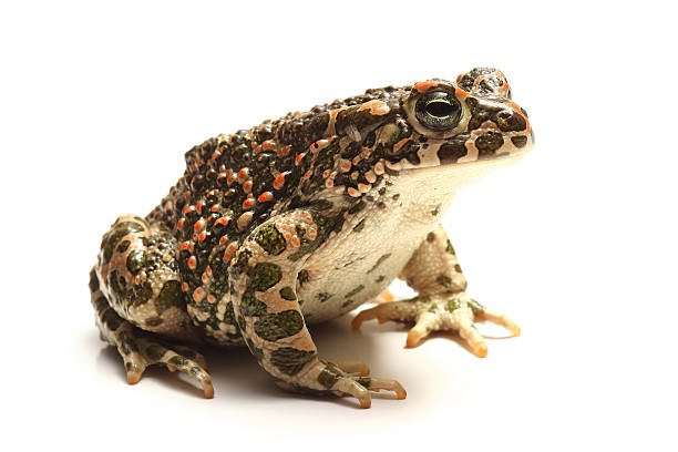 Green toad (Bufo viridis) isolated on white Green toad (Bufo viridis) isolated on white background anura stock pictures, royalty-free photos & images