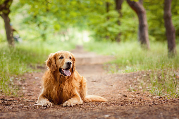 Portrait of a beautiful  dog  outdoors