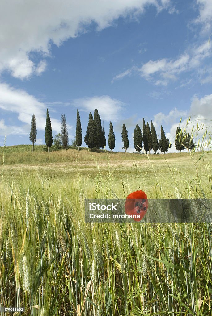 Spring time Typical Tuscan spring landscape with poppy and cypresses Agricultural Field Stock Photo