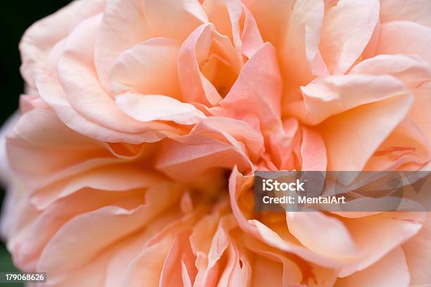 Whorls Von Pink Stockfoto und mehr Bilder von Blume - Blume, Blütenblatt, Einzelne Blume