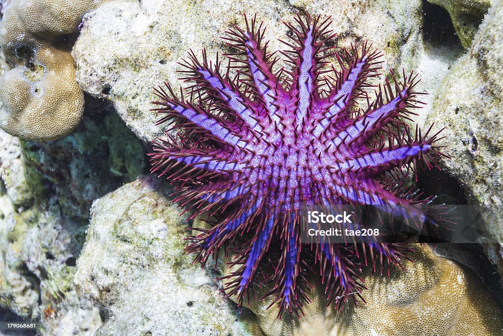 Crown of thorns starfish Crown of thorns starfish at Surin national park Crown of Thorns Starfish Stock Photo