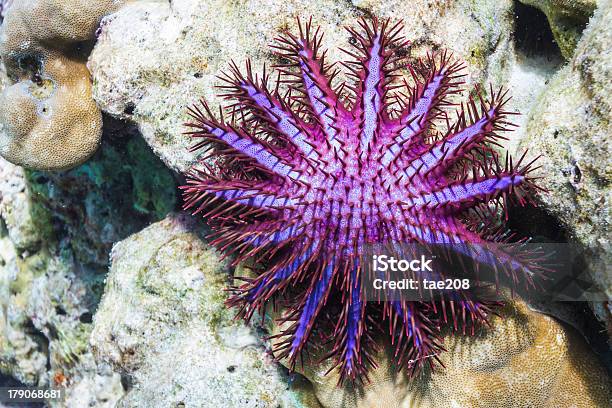 Crown Of Thorns Starfish Stock Photo - Download Image Now - Crown of Thorns Starfish, Starfish, Animal