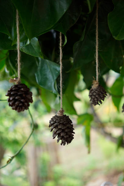 Dried Conifers used as Christmas decoration on trees