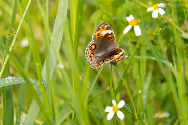 istock butterfly 