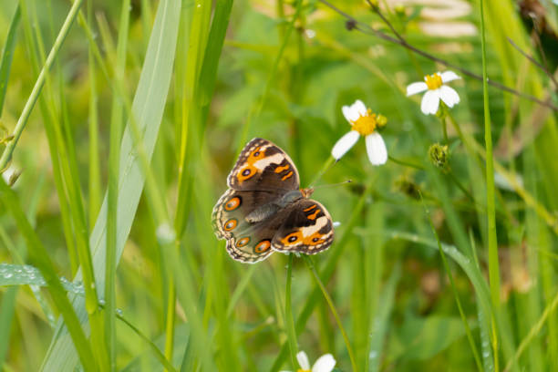istock butterfly 