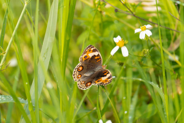 istock butterfly 